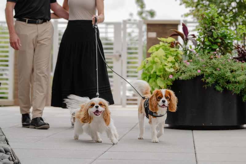Two dogs on leashes walking with residents at The Bailey